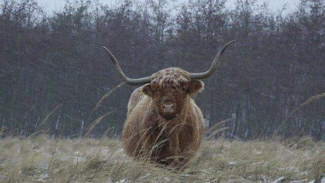 Highland cow grazing during snowfall	