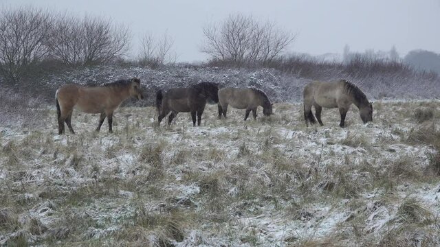 Konik horses grazing during snowfall