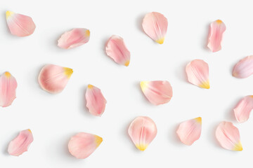 Gently pink petals of tulips or roses flowers on a white isolated background - obrazy, fototapety, plakaty
