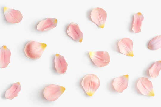 Pink Petals Images – Browse 4,393,008 Stock Photos, Vectors, and Video