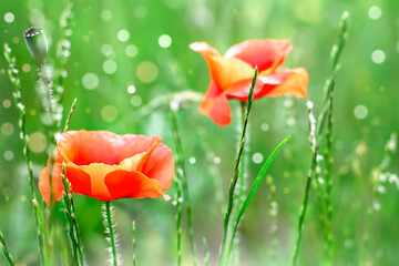 Two red poppies in field. Flowers on green background. Nature