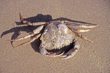 Close up view of dead crab on seashore