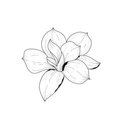 Botanical illustration. Botanical flower. Vector black and white illustration