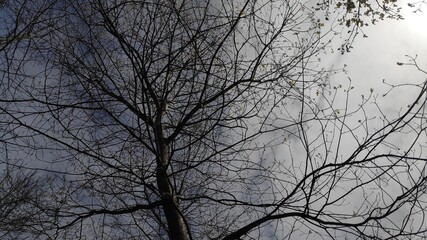 Fototapeta na wymiar silhouette of a tree against the sky