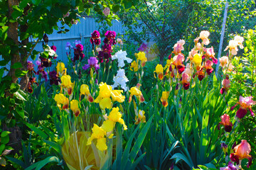 colorful spring flowers