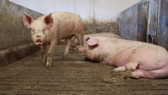 Pigs on a farm in Denmark