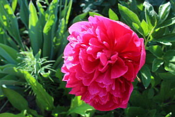 peony flower