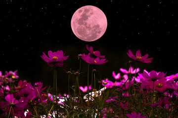 Cosmos flowers silhouette with full moon in the night.