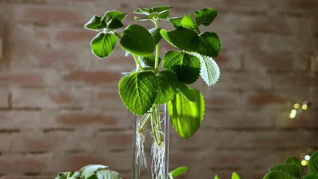 Country borage Coleus amboinicus (Plectranthus amboinicus) on rustical brick wall backgound with bokeh lights. Selective focus, dolly shot.