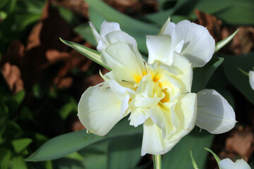 Obraz premium white and yellow flower