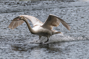 H&ouml;ckerschw&auml;ne in Nordrhein-Westfalen