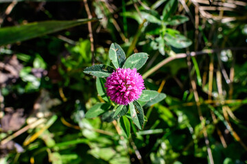 Background with one vivid pink flower and green leaves of clover or trefoil (Trifolium) pink flowers and green leaves in a sunny spring day, beautiful outdoor floral background.