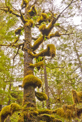 Fototapeta premium A funny tree covered with green moss at Golden Ears park, Vancouver, Canada.