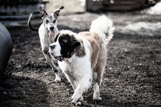 Large Saint-Bernard dog playing outside in spring with friends on a sunny day