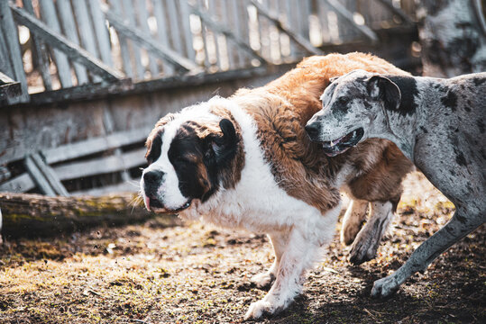 Large Saint-Bernard dog playing outside in spring with friends on a sunny day