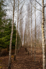 Forest trees in line, Eco woodland
