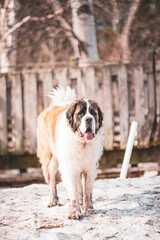 Large Saint-Bernard dog playing outside in spring with friends on a sunny day