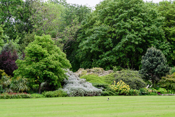 Minimalist monochrome green background with wild azalea or Rhododendron plant an old green trees and leaves in a park in a summer day in Scotland, United Kingdom.