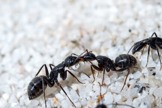 Camponotus vagus trophylaxis