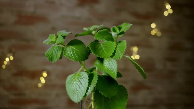 Country borage Coleus amboinicus (Plectranthus amboinicus) on rustical brick wall backgound with bokeh lights. Selective focus, dolly shot.