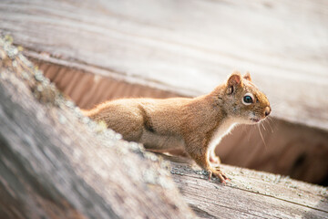 Little squirrel spying on dog on top of house close up in spring
