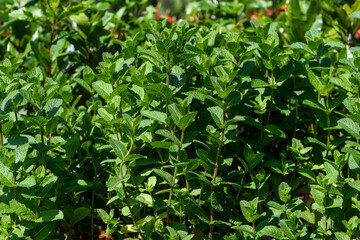 Many fresh green mint leaves in direct sunlight, in a herbs garden, in a sunny summer day, beautiful outdoor monochrome background photographed with soft focus.