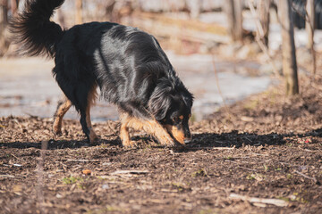 Beautiful fire colored dog smelling ground outside in spring