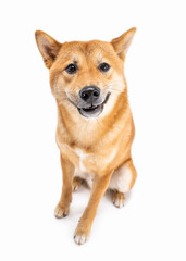 Confused asking face Shiba Inu dog face looking at camera. Full length front view sitting dog on white background. Adorable red haired pet with an open mouth looks attentively, waiting for answer. 