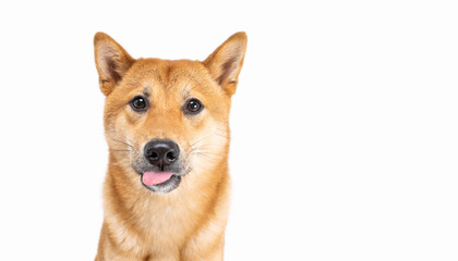 Funny smiling Shiba Inu dog looking at camera with toungue out. Happy pet theme. White background. satisfied pet muzzle. teasing playful dog. Close up portrait of doggie friend