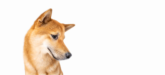 Close up dog Shiba Inu portrait looking side down long horizontal banner. White background. Confused interested waiting curious cute look. animal pet cool dog theme photo. Side view dog head banner