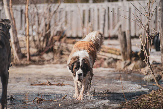 Large Saint-Bernard dog playing outside in spring with friends on a sunny day
