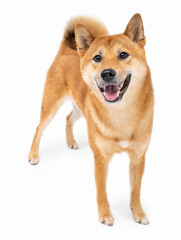 Dog Shiba Inu full length smile wide sincerely emotions of joy looking at camera. White background. looks with passion and curiosity. Front side view. Enjoy the moment! Animal theme photos series