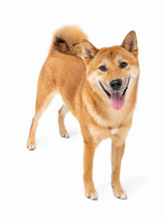 Beautiful dog Shiba Inu full length looking at camera front view. White background. Lovely funny friendly face dog. Smiling happy dog friendly active look. Animal pet theme photo. Adorable  Shiba Inu
