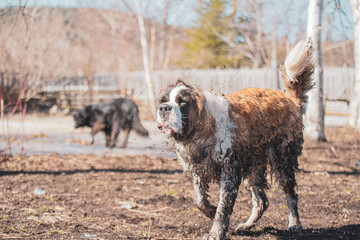 Large Saint-Bernard dog playing outside in spring with friends on a sunny day