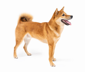 Dog Shiba Inu side view looking sideways and smile wide sincerely emotions of joy. Full length on...