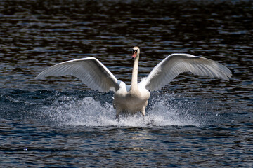 Höckerschwan landet auf dem Wasser