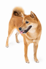 Dog Shiba Inu full length smile wide sincerely emotions of joy looking at camera. White background. looks with passion and curiosity. Front side view. Enjoy the moment! Animal theme photos series