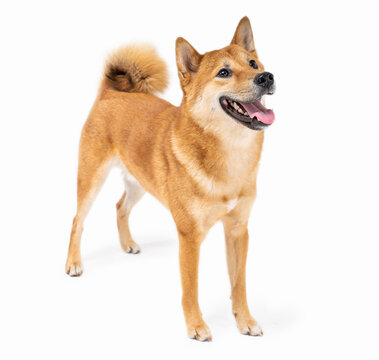 Dog Shiba Inu side view looking sideways and smile wide sincerely emotions of joy. Full length on white background. Cute beautiful hunting dog from Japan. animal theme professional photos 
