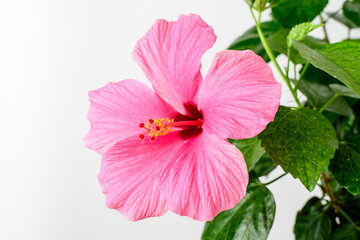 One large and delicate vivid pink hibiscus flower in an garden pot near a light grey wall, indoor floral background photographed with selective focus.