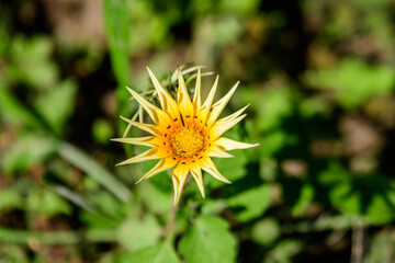 Top view of one vivid yellow gazania flower and blurred green leaves in soft focus, in a garden in a sunny summer day, beautiful outdoor floral background.