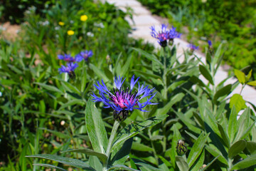 flowers in the garden