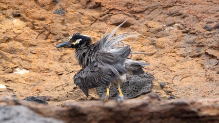 Yellow-crowned night heron (Nyctanassa violacea) with its feathers ruffled at Punta Vincente Roca,...
