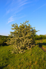 Fototapeta premium tree in the field