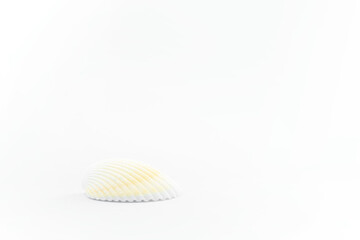 Shells on the sand isolated on white background , with copy space