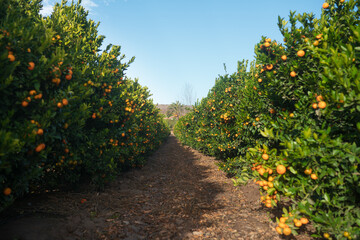 Fototapeta na wymiar oranges on tree