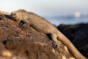 Galápagos marine iguana. One of the endemit on islands. It looks like monster. Isabela island