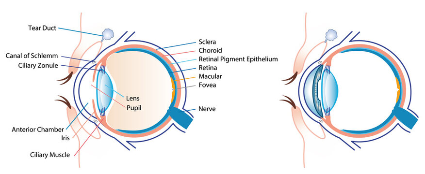 Human eye anatomy detailed with eyelid illustration on white background
