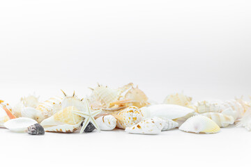 Shells are beautiful isolated on white background 