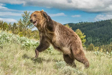 Schilderijen op glas Grizzly bear attack position © outdoorsman