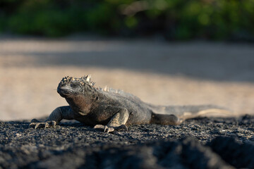 Fototapeta premium Galápagos marine iguana. One of the endemit on islands. It looks like monster. Isabela island
